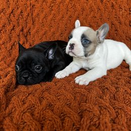 Bluey - Tricolors male French Bulldog puppy in Peoria, Arizona from A Quality French Bulldogs AZ