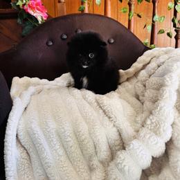 Sky - Black female Pomeranian puppy in Harrisonville, Missouri from Cindy's Pomeranians
