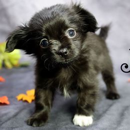 Kobi - Black male Mi-Ki puppy in Elizabeth, Colorado from Royal T Mi-Kis