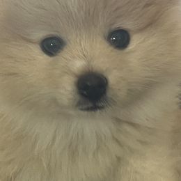 Pomeranians from Aria's Poms