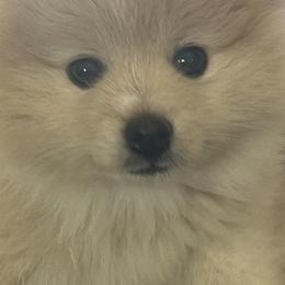 Pomeranians from Aria's Poms