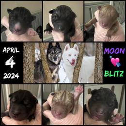 Siberian Husky Puppies from Haven of Free Spirits