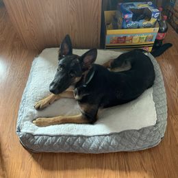 Conan - German Shepherd