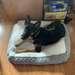 Conan - German Shepherd