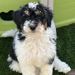 Elara - Tri-color female Bernedoodle puppy in Salem, Utah from Doodle Doodle Dogs