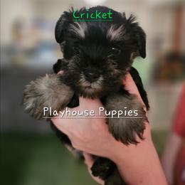 Cricket - Black and silver female Miniature Schnauzer puppy in Lebanon, Missouri from Playhouse Puppies