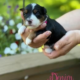 Denim - female Australian Mountain Doodle puppy in Henry, Illinois from Rowe Farms Doodles