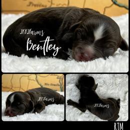 3 Bentley , RTM - Red tri-color male Miniature American Shepherd puppy in Huntington, Texas from JKKJ Farms, LLC