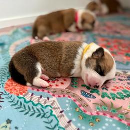 Girl 2 - Red female Pembroke Welsh Corgi puppy in Yulee, Florida from Pembroke Welsh Corgis at Belle Haven