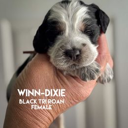 Winn-Dixie - Black white and tan female English Springer Spaniel puppy in Yellville, Mississippi from Butterfield Trail Farm