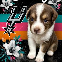 Lindy - Red tri-color female Australian Shepherd puppy in Alamogordo, New Mexico from Two Nichols Aussies