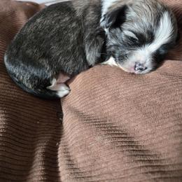 Kyle - Chocolate brindle male Havanese puppy in East Orlando, Florida from Havanese Puppies of Central FL