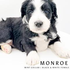 Monroe - female Australian Mountain Doodle puppy in Tipton, Indiana from Country Creek Doodles