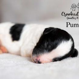 Pumpkin - Parti male Goldendoodle puppy in Woodruff, South Carolina from Crooked Creek Doodles and Poodles