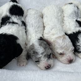 Goldendoodles and Sheepadoodles from Daisy Doodles LLC