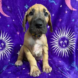 Carter - Fawn male Great Dane puppy in Longview, Texas from Noctua Kennels