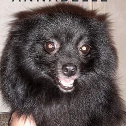Annabelle - Pomeranian
