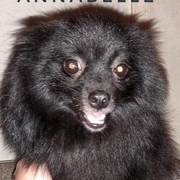 Annabelle - Pomeranian