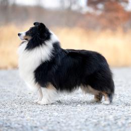 Agnes - Shetland Sheepdog