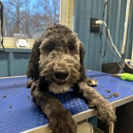 Mark - Black male Whoodle puppy in Smallett, Missouri from Leshas Whoodles
