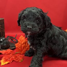 Boy 3 - Aussiedoodle puppy from Salt River Kennels