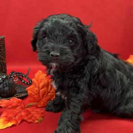 Boy 3 - Aussiedoodle puppy from Salt River Kennels