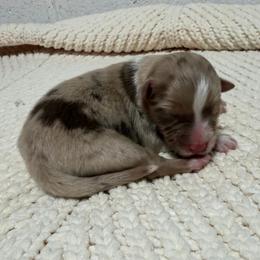 Girl 1 - Red merle female Miniature Australian Shepherd puppy in Olean, New York from Windy River Mini Aussie