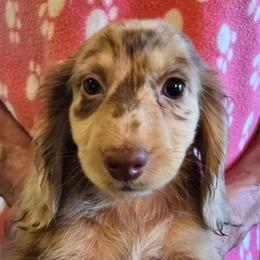 Mocha's dapple 3 - Dapple female Dachshund puppy in Lyle, Washington from Wines Wienery