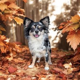 Aurora - Chihuahua