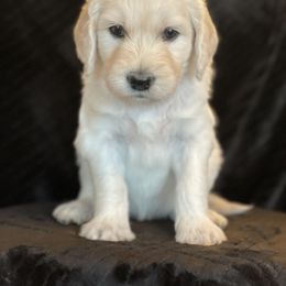 Bernedoodle and Goldendoodle Puppies from White Oak