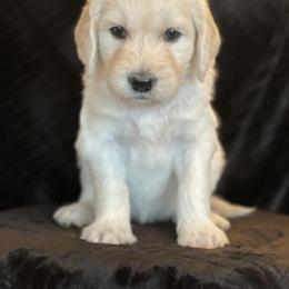 Bernedoodle and Goldendoodle Puppies from White Oak