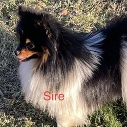 Pomeranians from Ruby's Poms