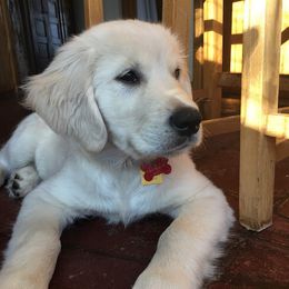 Golden Retrievers from Frost Woods Goldens