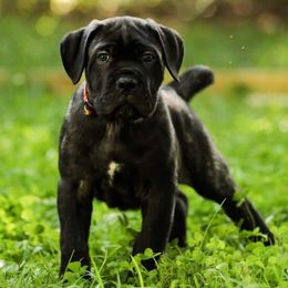 Cane Corso Puppies from Redhawke Cane Corso