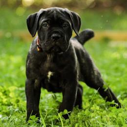 Cane Corso Puppies from Redhawke Cane Corso