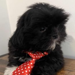 Blue boy - Blue male Shih Tzu puppy in Covington, Georgia from Top Hats 2  Shih Tzu’s