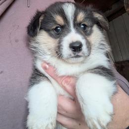 Boy 1 - Black and tan male Pembroke Welsh Corgi puppy in Edinburgh, Indiana from J Bar M Corgis