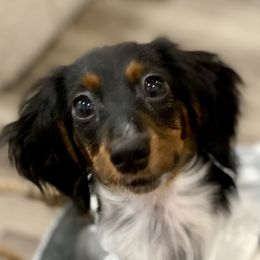 Moana - Dachshund