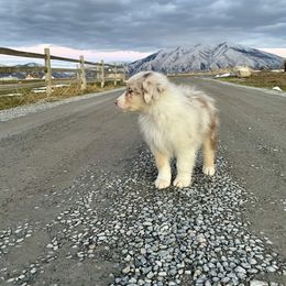 Australian Shepherd Puppies from WC Ranch