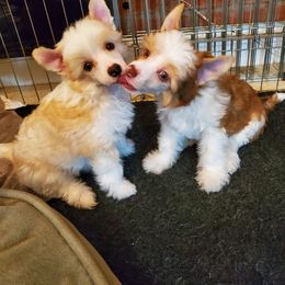 Chinese Crested Puppies from Marina Konstantinova's Cresteds