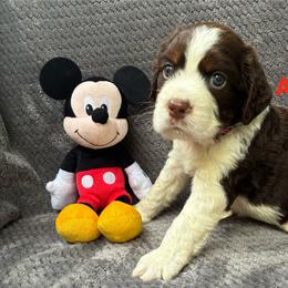 Mickey - Liver white and tan male English Springer Spaniel puppy in Hudson, Michigan from Picky’s Puppies