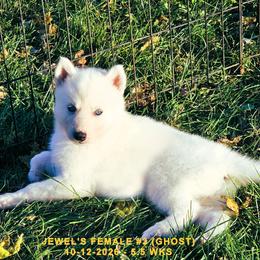 JEWEL'S FEMALE 3 - White female Siberian Husky puppy in Manilla, Iowa from Bruck's Siberian Huskies