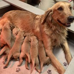 Golden Retriever puppies from Weaver Dairy Goldens