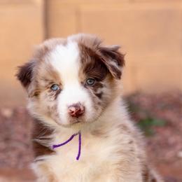 Purple collar - Red merle female Australian Shepherd puppy in Buckeye, Arizona from Wranglin Farms