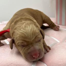 Red - Yellow female Labrador Retriever puppy in Heath Springs, South Carolina from Rich Hill Retrievers
