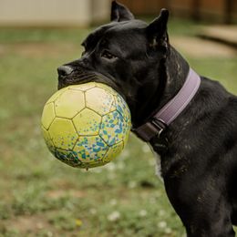 Cane Corso All Grown Up from Cane Corso Empire of Guardians