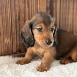 Oakley - Red male Dachshund puppy in Newport, Tennessee from Justice Doxies