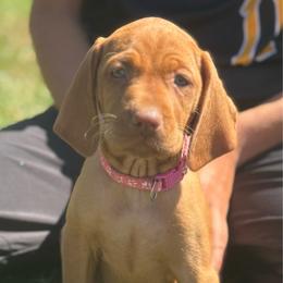 Oakley - Golden rust female Vizsla puppy in Windsor, Maine from Pleasant Ridge