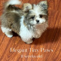 Chinese Crested and Mi-Ki Puppies from Neonate puppy care for breeders