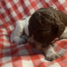 Boy 1 - Brown roan Lagotto Romagnolo puppy in Hendersonville, North Carolina from Wild Goods Lagotti